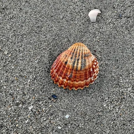 Airport Casa Sofia 500mt From The Appartamento *