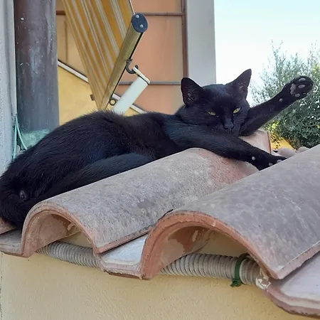 Appartamento Airport Casa Sofia 500mt From The *